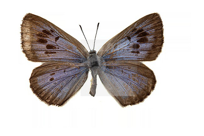 Large Blue, Tijmblauwtje, Phengaris arion stock-image by Agami/Wil Leurs,