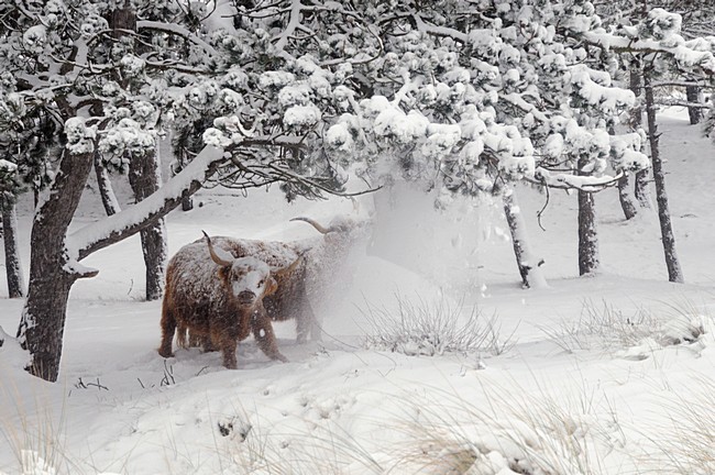  stock-image by Agami/Rob Riemer,