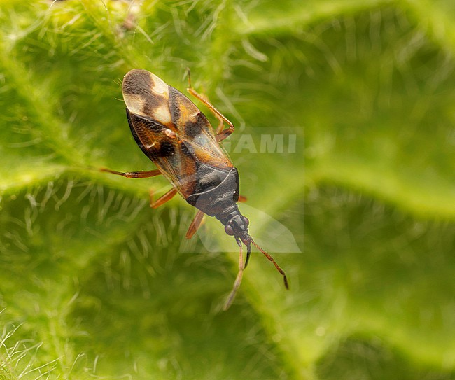 Common flowerbug imago on a leaf stock-image by Agami/Arnold Meijer,
