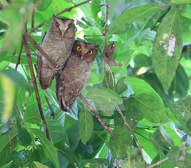 Pair of Andaman scops owls (Otus balli) resting during the day at their day roost on the Andaman islands off India. stock-image by Agami/James Eaton,