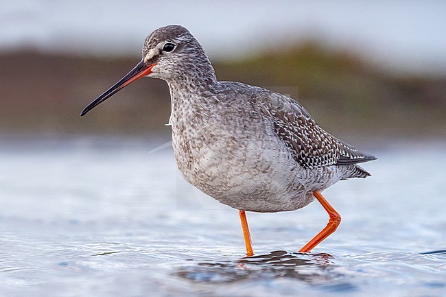 Spotted Redshank, Tringa erythropus in winter plumage is finding food in shallow water. stock-image by Agami/Hans Germeraad,