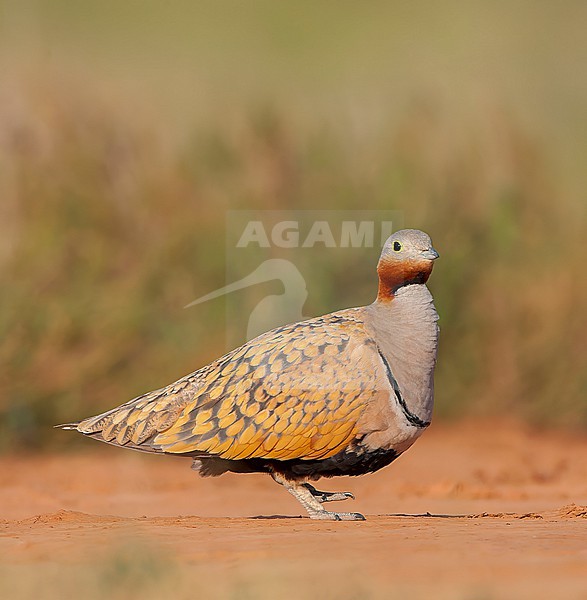 Black-bellied Sandgrouse (Pterocles orientalis) in the steppes near Belchite in Spain. stock-image by Agami/Marc Guyt,