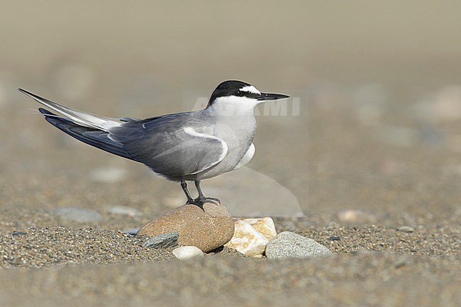 Adult breeding
Seward Peninsula, AK
June 2018 stock-image by Agami/Brian E Small,