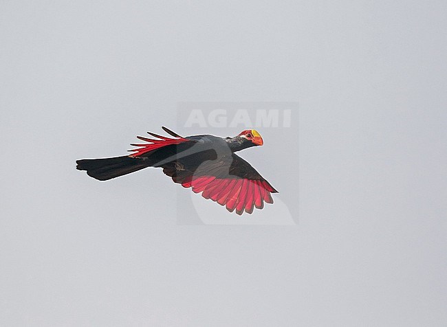Flying Violet Turaco, Tauraco violaceus, in Ghana. stock-image by Agami/Pete Morris,