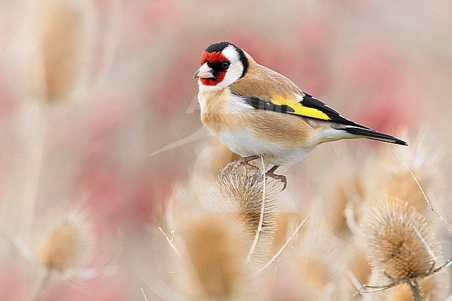 Eurasian Goldfinch (Carduelis carduelis) in Italy. stock-image by Agami/Daniele Occhiato,