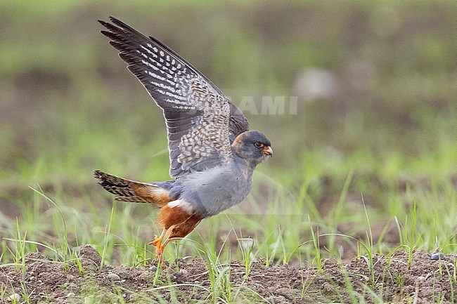 Red-footed Falcon (Falco vespertinus), side view of 2nd cy male at take-off Campania, Italy stock-image by Agami/Saverio Gatto,