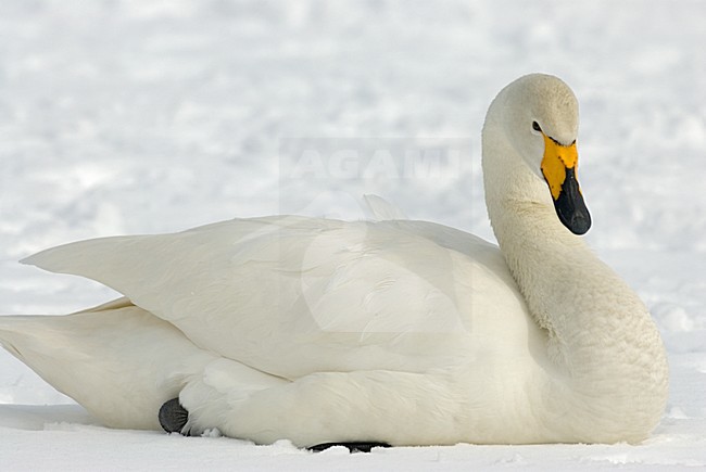 Whooper Swan in snow; Wilde zwaan in snow stock-image by Agami/Roy de Haas,