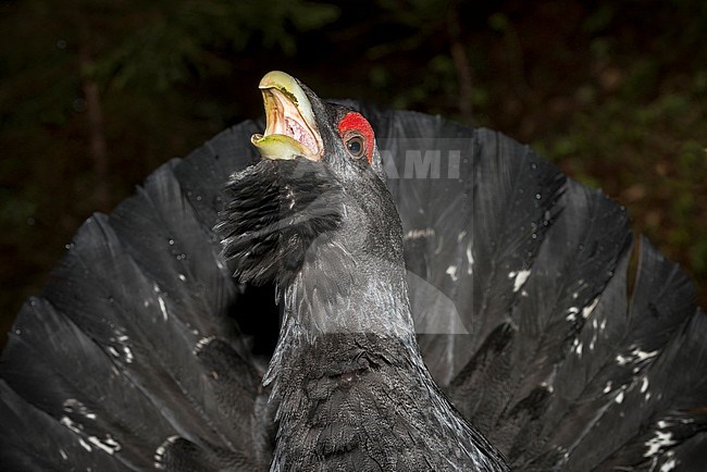 Western Capercaillie (Tetrao urogallus) male in courtship stock-image by Agami/Alain Ghignone,