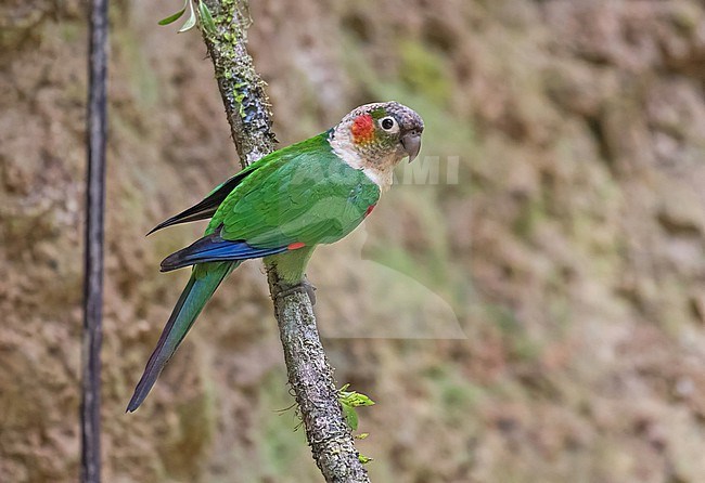 White-breasted Parakeet (Pyrrhura albipectus) in Ecuador. stock-image by Agami/Pete Morris,