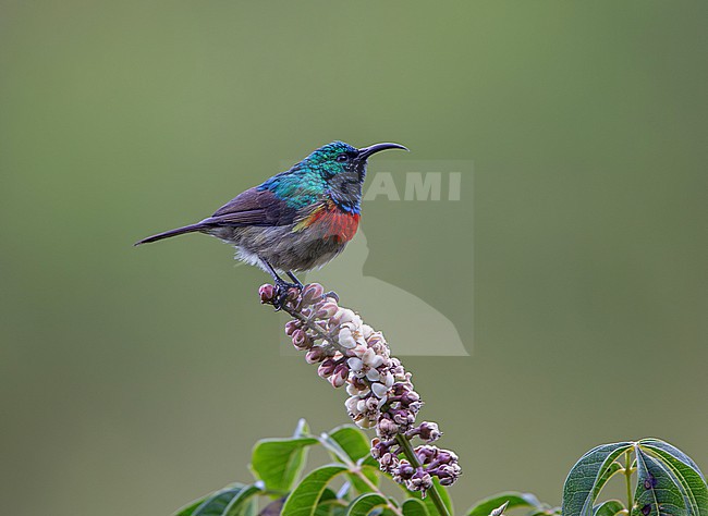 Eastern Double-collared Sunbird (Cinnyris mediocris) male perched on a flower spike stock-image by Agami/Andy & Gill Swash ,