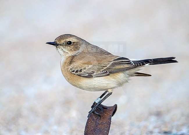 Female first-winter Desert Wheatear sitting on the sand at La Panne beach, West Flanders, Belgium. December 09, 2017. stock-image by Agami/Vincent Legrand,