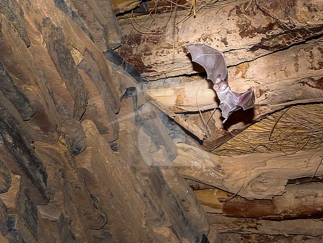 Male Trident Leaf-nosed Bat (Asellia tridens) flying in an old family home in the middle of the Mauritanian desert, Mauritania. stock-image by Agami/Vincent Legrand,