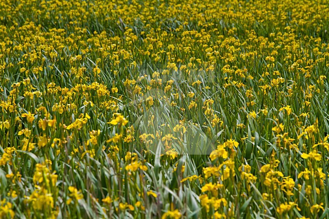 Lisdodde op Texel; Bulrush on Texel stock-image by Agami/Menno van Duijn,