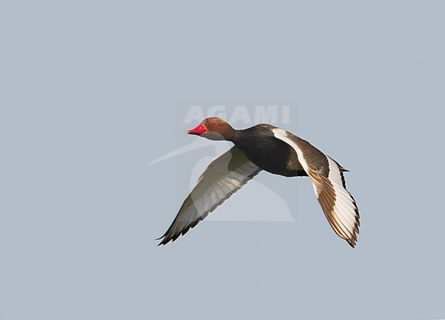 Mannetje Krooneend in vlucht; Male Red-crested Pochard in flight stock-image by Agami/Markus Varesvuo,