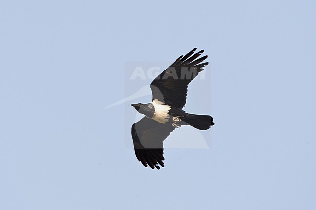 Schildraaf, Pied Crow stock-image by Agami/Marc Guyt,