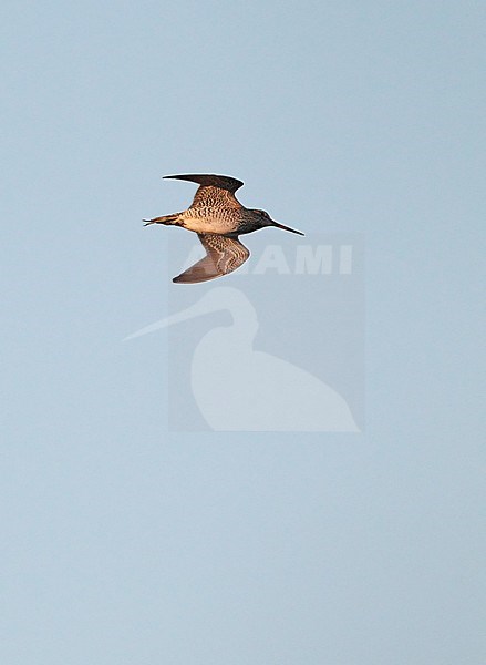 Great Snipe (Gallinago media) in flight at Fossdalen, Rindal, Møre & Romsdal, Norway. stock-image by Agami/Helge Sorensen,
