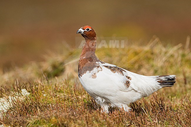 Adult male Willow Grouse (Lagopus lagopus koreni) in the Ural mountains of Russia. Bird in summer plumage walking on russian moorland. stock-image by Agami/Ralph Martin,