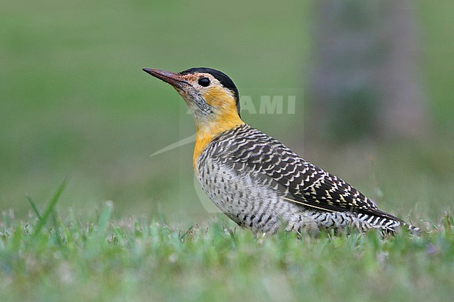 A female Campo Flicker at Iguazu National Park, Argentina stock-image by Agami/Tom Friedel,