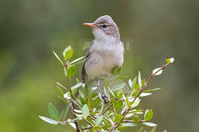 Griekse Spotvogel zittend in struik; Olive-tree Warbler perched in bush stock-image by Agami/Daniele Occhiato,