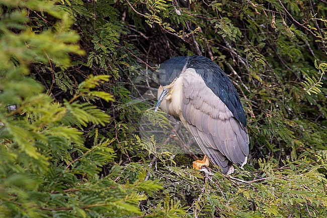 Sleeping adult Black-crowned Night Heron (Nycticorax nycticorax) at daytime in a tree in Asia. stock-image by Agami/Marc Guyt,