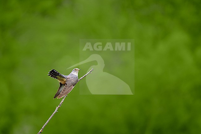 Male Common Cuckoo (Cuculus canorus) perched against a green colored natural background, a lot of text space, Czechia stock-image by Agami/Tomas Grim,
