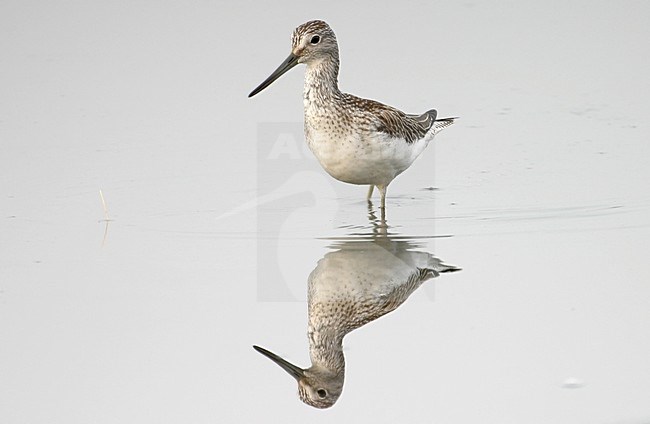 Foeragerende Groenpootruiter; Foraging Greenshank stock-image by Agami/Reint Jakob Schut,