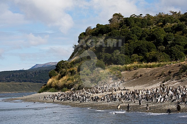 MagelhaenpinguÃ¯ns in een kolonie; Magellanic Penguins in colony stock-image by Agami/Marc Guyt,