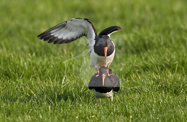 Scholekster parend; Oystercatcher mating stock-image by Agami/Hans Gebuis,