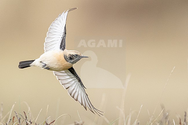  stock-image by Agami/Menno van Duijn,