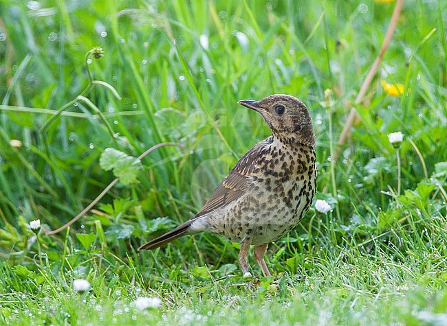 Juvenile Song Thrush (Turdus philomelos) feeding on a lawn in Katwijk in the Netherlands. Looking over its shoulder. stock-image by Agami/Marc Guyt,