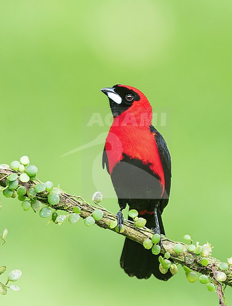 Masked Crimson Tanager (Ramphocelus nigrogularis) perched on a branch in Cusco, Peru, South-America. stock-image by Agami/Steve Sánchez,