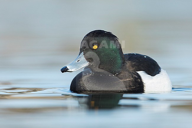 Adult male Tufted Duck (Aythya fuligula) swimming on a lake in Germany. stock-image by Agami/Ralph Martin,