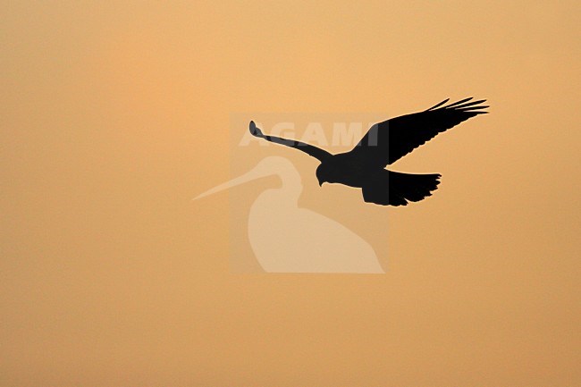 Buizerd biddend tegen avondlicht; Common Buzzard hovering in sunset stock-image by Agami/Menno van Duijn,