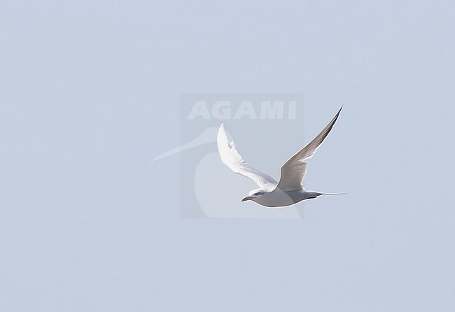 Snowy-crowned Tern (Sterna trudeaui) in Chile. stock-image by Agami/Dani Lopez-Velasco,