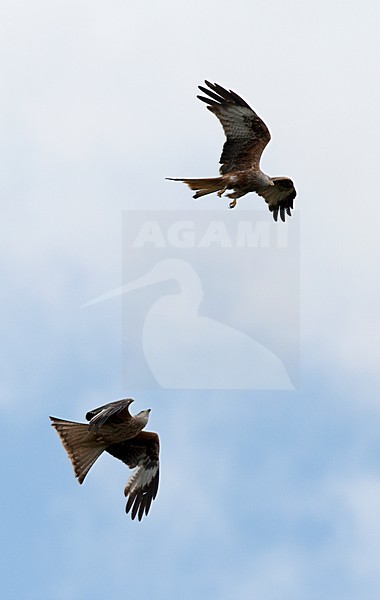 Rode Wouw in de vlucht; Red Kite in flight stock-image by Agami/Roy de Haas,