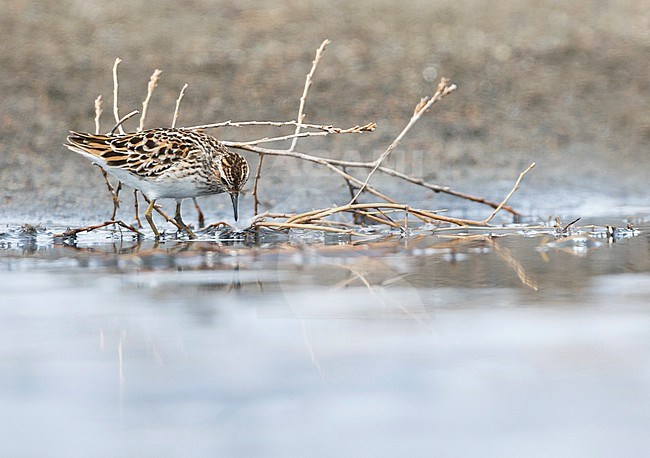 Long-toed Stint - Langzehen-Strandläufer - Calidris subminuta, Russia, adult stock-image by Agami/Ralph Martin,