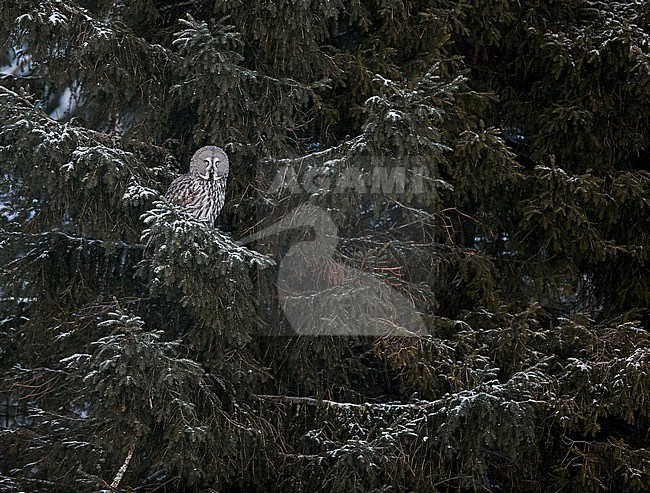 Great Grey Owl (Strix nebulosa) Kempele Finland January 2018 stock-image by Agami/Markus Varesvuo,