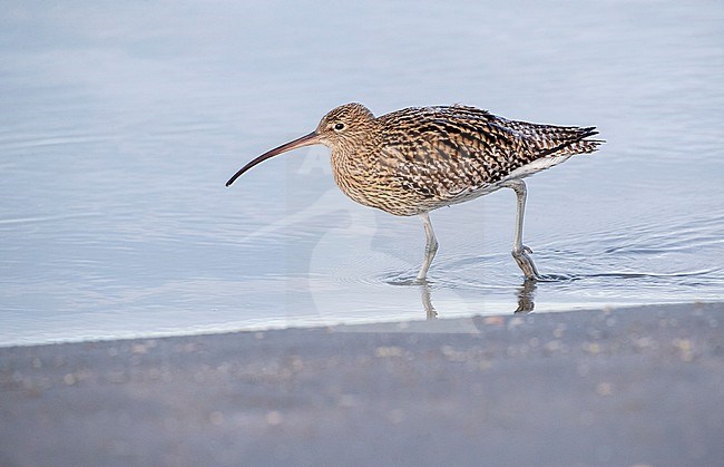 Eurasian Curlew (Numenius arquata) during winter on the North Sea beach of Katwijk, Netherlands. Wading in shallow sea water. stock-image by Agami/Marc Guyt,