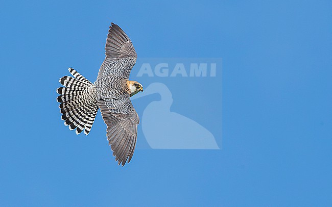Red-footed falcon (Falco vespertinus) on the hunt for Common cockchafers (Melolontha melolontha). Female Red-footed Falcon, second calenderyear (2cy/2kj). stock-image by Agami/Lennart Verheuvel,