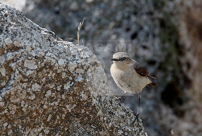 Northern Wheatear, Oenanthe oenanthe, breeding female in southern Norway stock-image by Agami/Helge Sorensen,