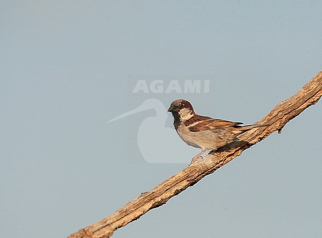 Male House Sparrow (Passer domesticus) perched on a branch in Spain. stock-image by Agami/Marc Guyt,
