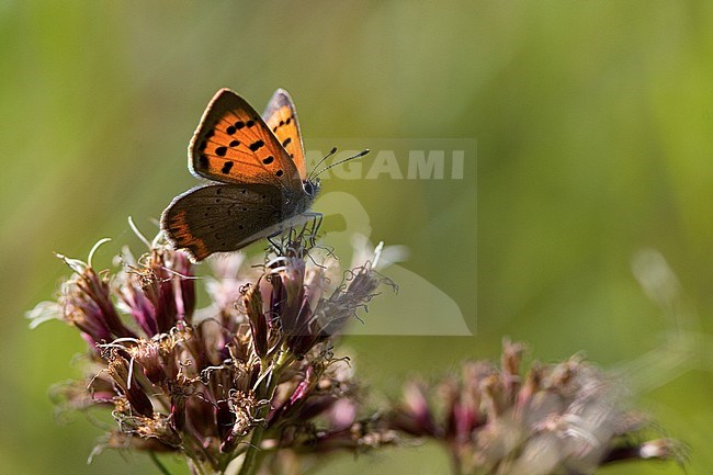 Kleine vuurvlinder / Small Copper (Lycaena phlaeas) stock-image by Agami/Wil Leurs,