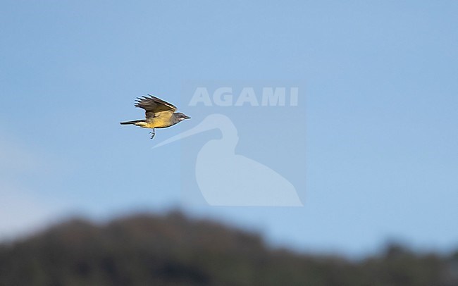 Cassin's Kingbird, Tyrannus vociferans,at Maravillas, Mexico City, Mexico stock-image by Agami/Helge Sorensen,