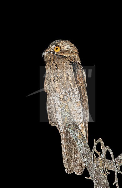 Noordelijke Reuzennachtzwaluw zittend op een tak; Northern Potoo (Nyctibius jamaicensis) perched on a branch stock-image by Agami/Pete Morris,