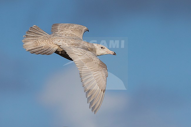 Grote Burgemeester, Glaucous Gull, Larus hyperboreus stock-image by Agami/Daniele Occhiato,