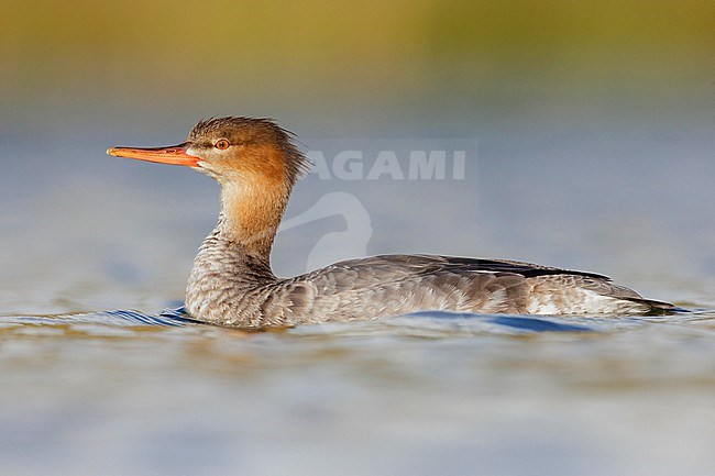 Red-breasted Merganser (Mergus serrator),  side view of a female-like bird swimming, Campania, Italy stock-image by Agami/Saverio Gatto,