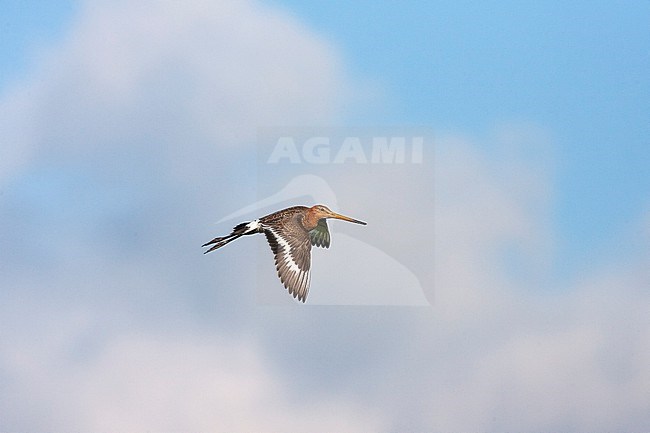 Black-tailed Godwit (Limosa limosa) in the Netherlands. Adult in flight in a blue sky as background. stock-image by Agami/Marc Guyt,