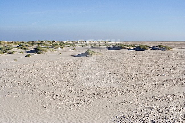 Uitzicht over de duinen; Overview of dunes stock-image by Agami/Marc Guyt,