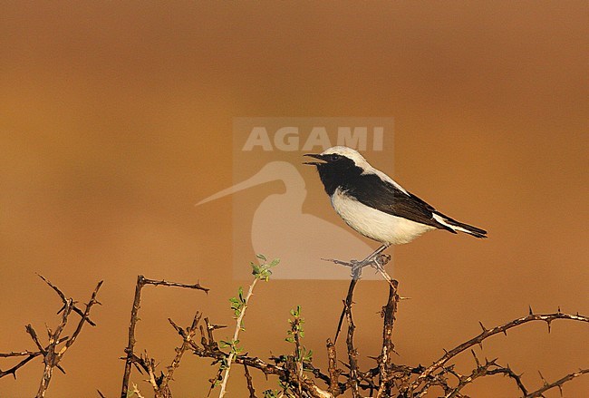 Adult male Finsch's Wheatear (Oenanthe finschii) in winterplumage wintering in Israel. Singing from a perch on top of a bush. stock-image by Agami/Yoav Perlman,