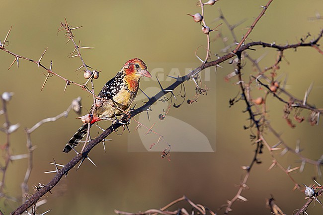 Red-and-yellow Barbet (Trachyphonus erythrocephalus) perching on a thorny bush, found near Bidre in Ethiopia stock-image by Agami/Mathias Putze,